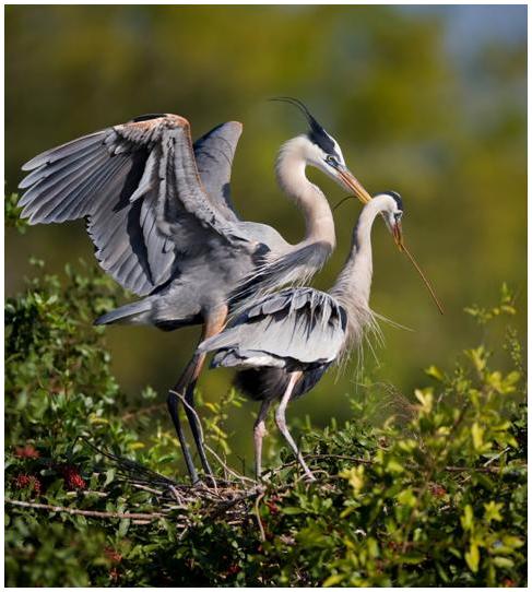 blue_heron_with_mate